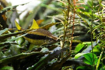 Aquarium fish, Siamese algae-eater, resting on the leaves of underwater plants