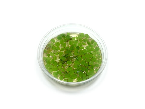 Bunch of salvinia natans leaves in 9,5 cm cup ready for sale