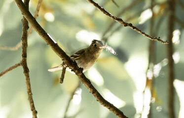 canastero del sur (Asthenes anthoides) con pluma en su pico
