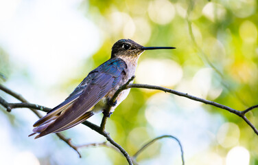 Colibri gigante posado sobre ramas © Marcelo