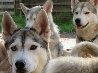 Husky, Hund, Rudel, Natur, Tiere, Haustier, Schlittenhunde, verschiedene Augen, Hundehaltung, Auslauf, Sport, Wolf, Winter, Schnee, Sibirian Husky, Fell, Auge, Säugetier