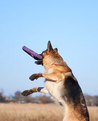 Active games with dog in fresh air in Park, German shepherd working breeding in good shape. German shepherd black and red color jumps and catches toy blue puller with teeth.