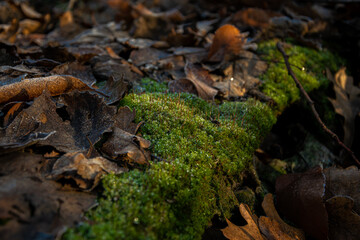 A close-up of frost on dark green moss and brown leaves that have fallen from trees