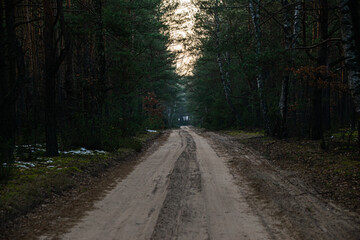 A dirt road leading through a dense mixed forest in late autumn