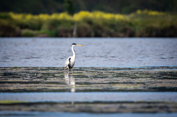 garza cuca en el humedal