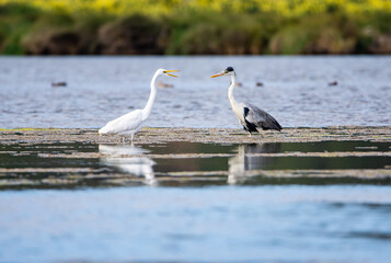 Garza cuca y garza grande paradas en el humedal