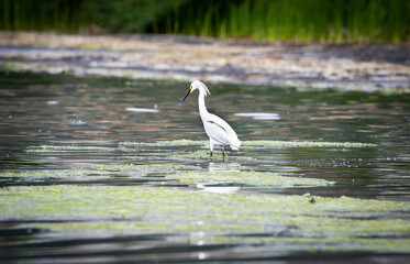 Garza Chica en el humedal