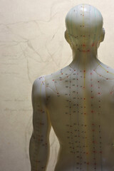 meridians on the back of a male acupuncture model