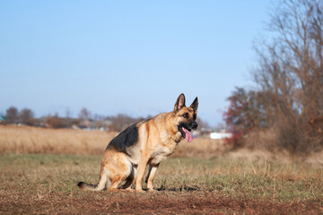Charming obedient thoroughbred dog looks carefully and gets ready to play and run. German shepherd black and red color with brown eyes and pink tongue looks forward intently and waits to jump.