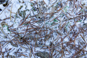 Pine needles on the ground on the snow. Winter background