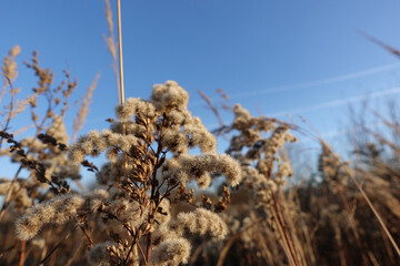 Dry fluffy plant against the blue sky.