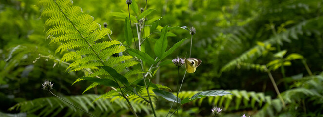 white butterfly perched on a flower