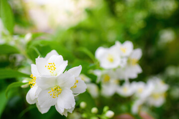 Twig with white jasmine flower in spring
