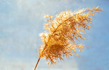 Obraz premium Dry fluffy twig of pampas grass or common reed on a light blue background. Abstract background, minimalism, floral home interior