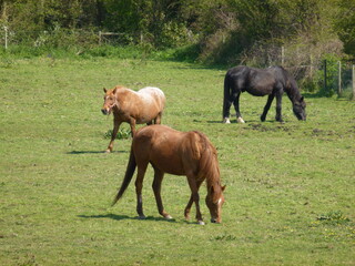 Three horses on the grass