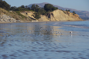 Beach life in southern California near Summerland with a flock of seagulls in the foreground and people in the distance on a nice and warm November day