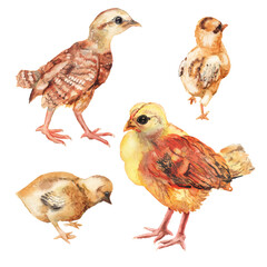 Set of watercolor images of chickens.