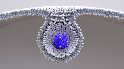 Adenovirus enter cells throughs membrane