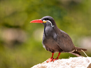 Closeup of Inca tern (Larosterna inca) on rock