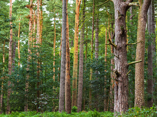 Autumn sunlight shining on tall dense tree trunks in an English wood