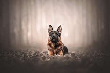 german shepherd dog sitting in a forest with a backlight, blurry background