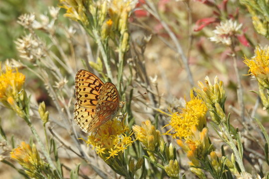 Callippe Fritillary, Speyeria callippe Butterfly, Mount Pinos, Los Padres National Forest, California.