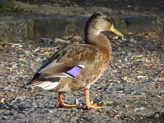 Ducks on the shore
