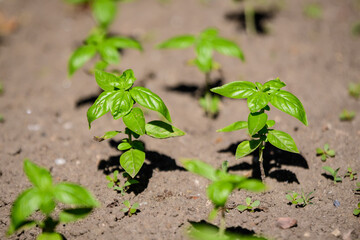 Many fresh green basil leaves and flowers in a sunny summer organic garden, healthy vegan herbs photographed with soft focus.