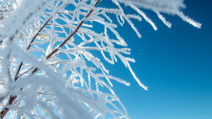 Frozen leaves in the tree in winter  on blue sky