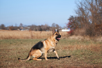 Charming obedient thoroughbred dog looks carefully. German shepherd black and red color with brown eyes and pink tongue sitting focused on nature and waiting for play and train.
