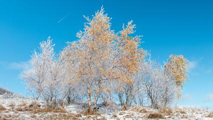 Frozen birch trees with yellow leaves in winter 