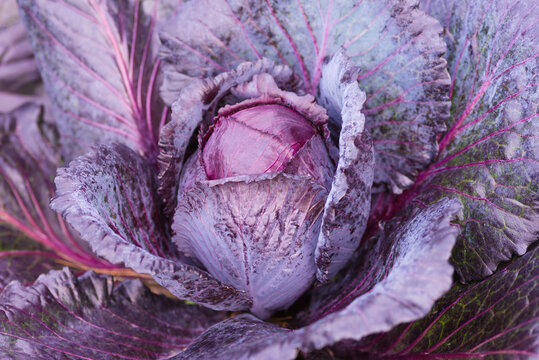 Fresh ripe head of red cabbage (Brassica oleracea) with lots of leaves growing in homemade garden. View from above, close-up. Organic farming, healthy food, BIO viands, back to nature concept