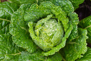 Fresh ripe head of savoy cabbage (Brassica oleracea sabauda) with lots of leaves and drops of dew growing in homemade garden. Closeup. Organic farming, healthy food, BIO viands, back to nature concept