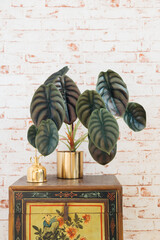 Alocasia Cuprea (Alocasia Red Secret) against red brick wallpaper