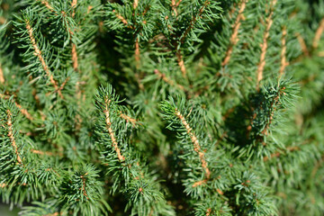 Dwarf Alberta spruce Conica December