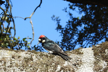 Acorn Woodpecker, Potwisha, Sequoias, Kings Canyon National Park, California.