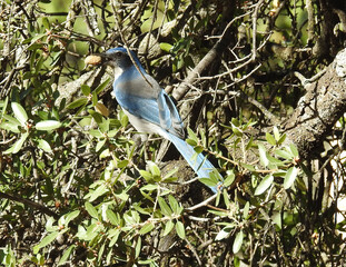 Western scrub-jay perched in the green foliage with a peanut in his mouth, Sequoia National Forest, California. 