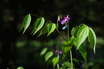 Leaves of trees and flowers against the setting sun.