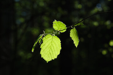 Leaves of trees and flowers against the setting sun.