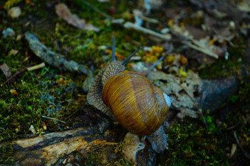 Helix pomatia also Roman snail, Burgundy snail, edible snail or escargot, is a species of large, edible, air-breathing land snail