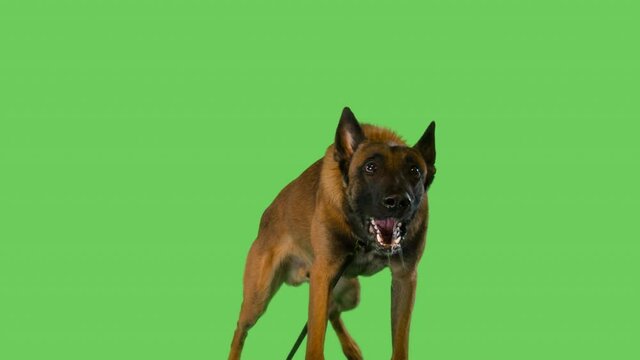Unkind German shepherd. Barking loud and growling.
Giant dog trying to attack.
With alfa channel. Green screen. With audio. ProRes 4444.  4K.

