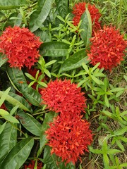 red dahlia flower