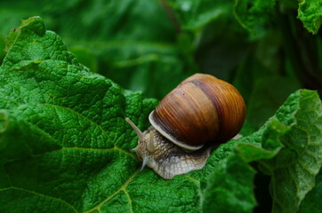 Helix pomatia also Roman snail, Burgundy snail, edible snail or escargot, is a species of large, edible, air-breathing land snail