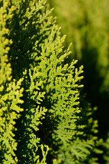 Dwarf golden oriental thuja