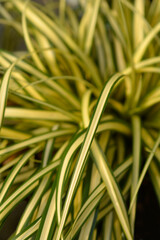 Striped Weeping Sedge Evergold