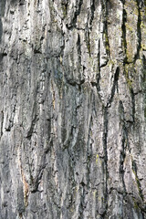 Eastern black walnut