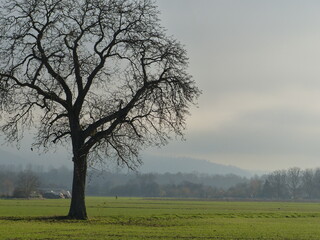 Winter morning