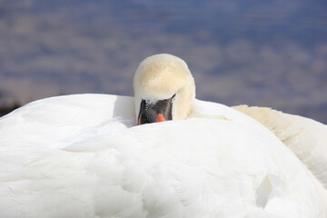 swan next to lake