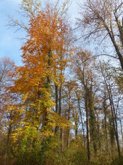 Fototapeta premium autumn in the forest