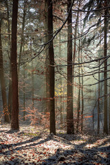 Fototapeta premium Amazing sunbeams in winter forest 